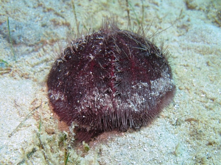 Spatangus purpureus (O.F. Müller, 1776)